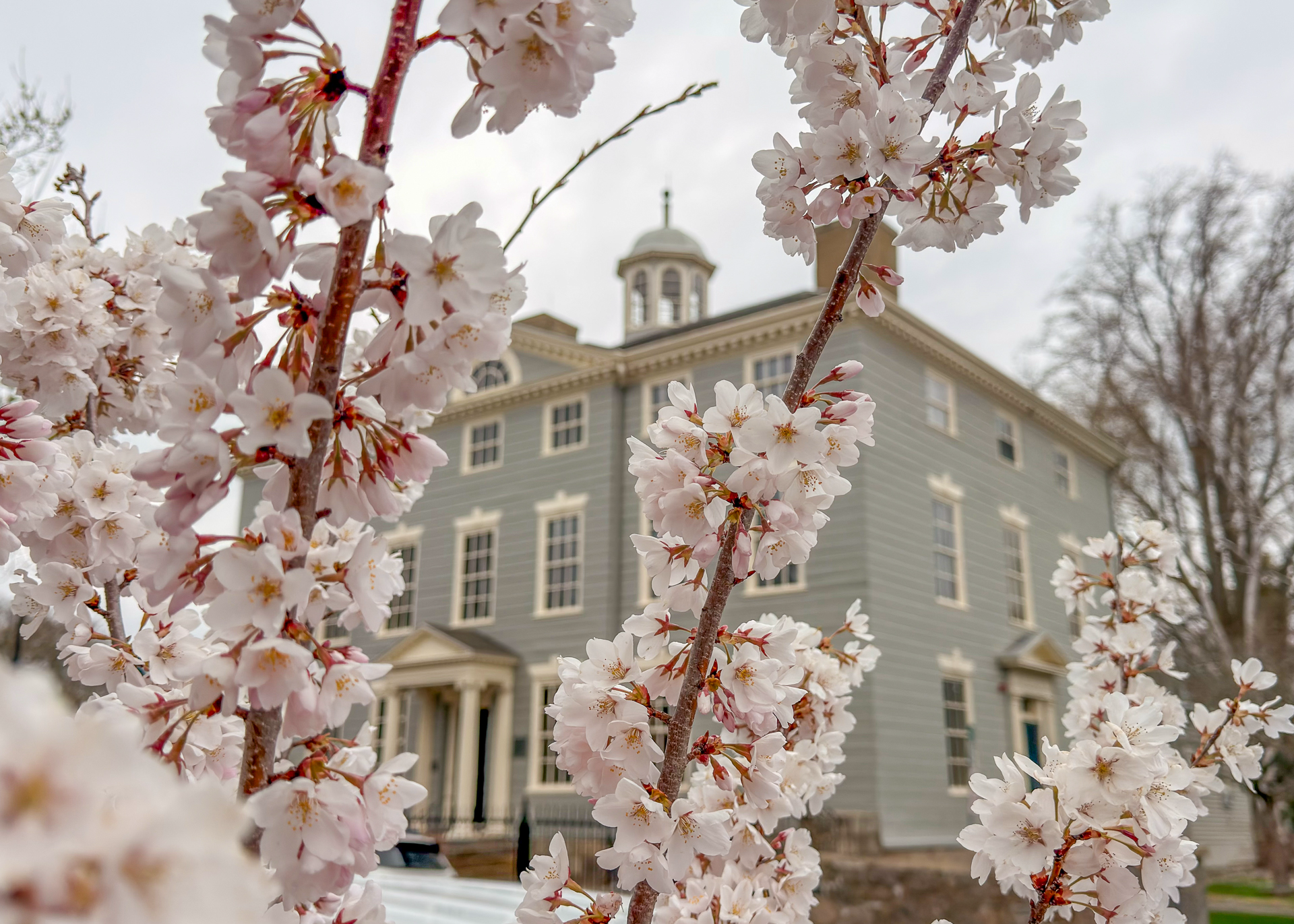 Cherry blossoms in front of a Georgian colonial home in Marblehead